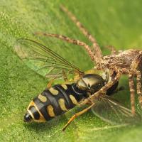 Spider and Hoverfly 1 